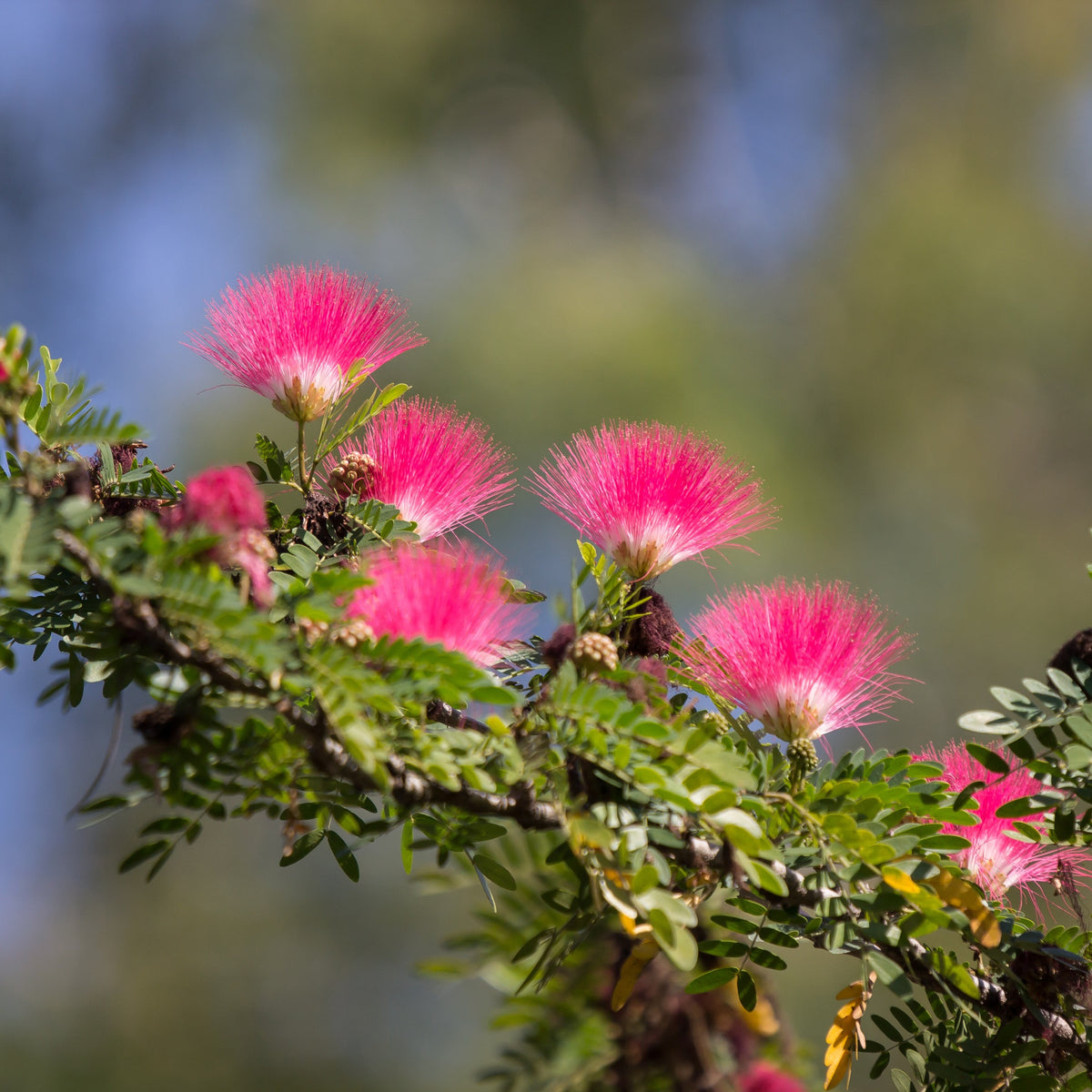 Calliandra surinamensis pink powder puff - Calliandra surinamensis Pink Powder Puff sur tige - Plantes de terrasses et balcons