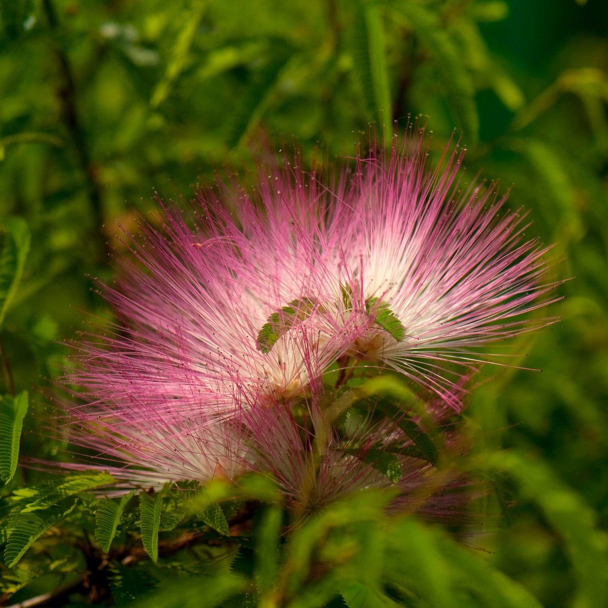 Calliandra surinamensis Pink Powder Puff sur tige - Calliandra surinamensis pink powder puff - Bakker