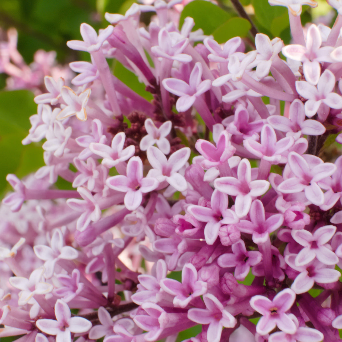 Arbustes fleuris - Lilas nain 'Palibin' sur tige - Syringa meyeri  palibin