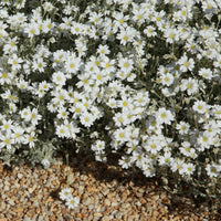 Collection de 13 plantes vivaces rampantes et tapissantes - Saponaria ocymoïdes, Cerastium tomentosum, Campanula poscharskyana - Couvre-sols