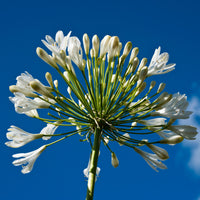 Collection de plantes vivaces à fleurs blanches - Agapanthus, cerastium tomentosum, gaura lindheimeri, geranium pratens - Terrasses et balcons