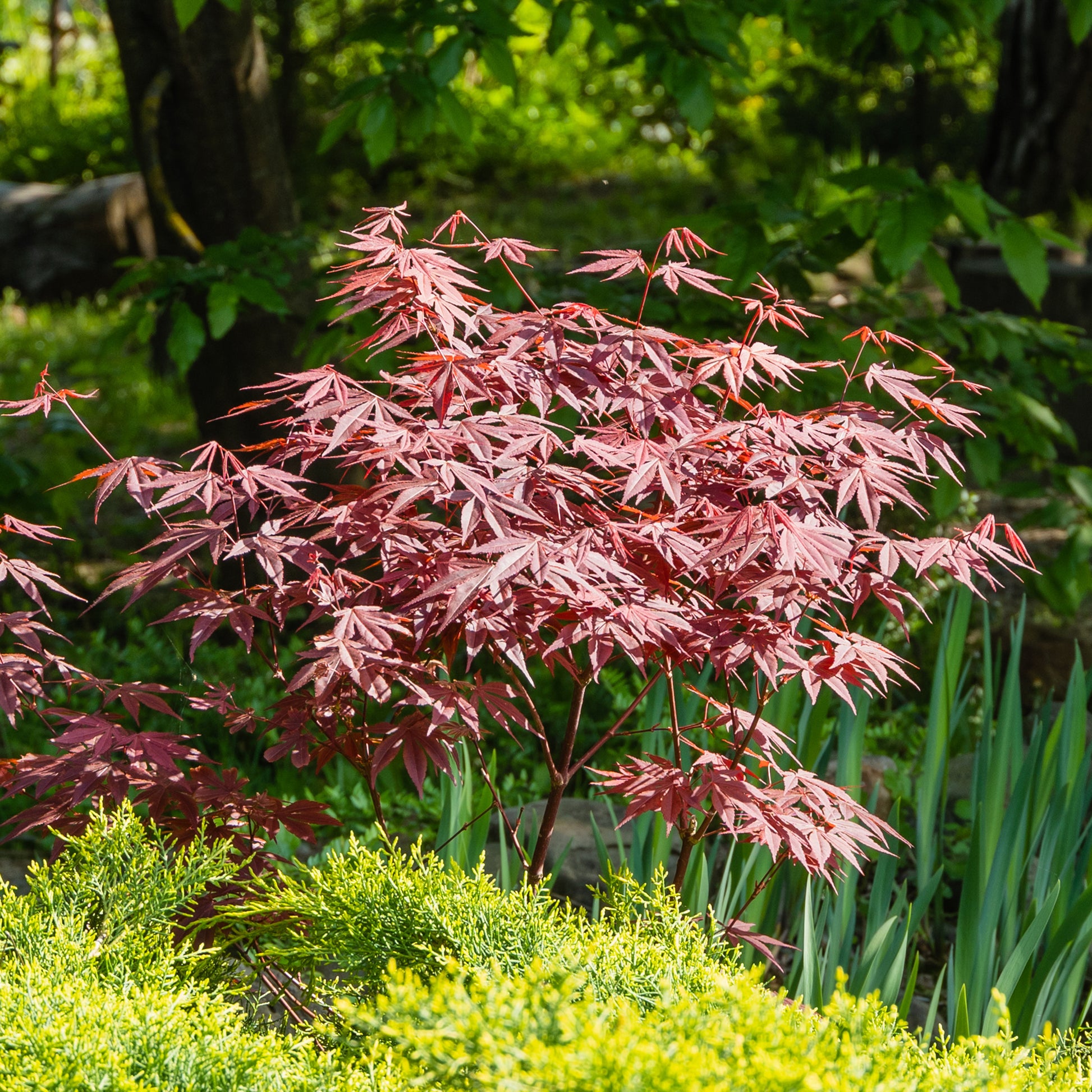 Collection de 3 arbustes pour terrasse et jardin japonais - Camellia japonica, Arundinaria murielae, Acer palmatum Atropurpureum - Arbustes