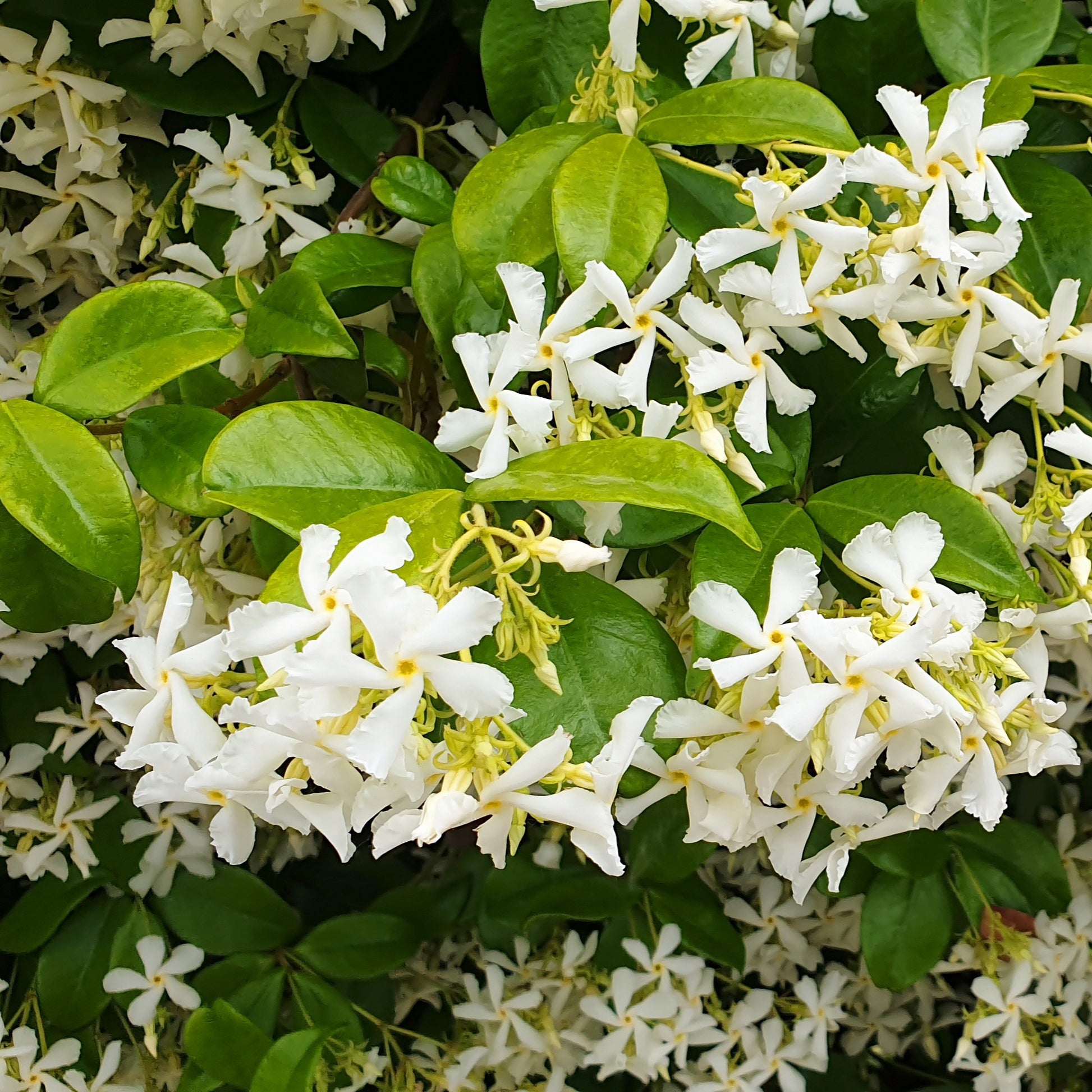 Collection de 3 plantes grimpantes à floraisons abondantes - Clematis montana Mayleen , Trachelospermum jasminoides, Wisteria frutescens Amethyst Falls - Plantes d'extérieur