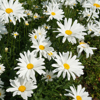 Marguerite d'été - Bakker