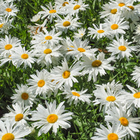Marguerite d'été - Bakker