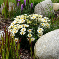 Leucanthemum maximum Alaska - Marguerite d'été - Plantes vivaces