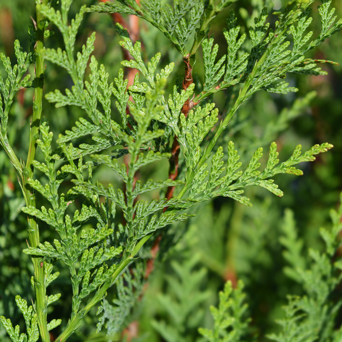 Vente Thuya pour haie - Thuja plicata atrovirens