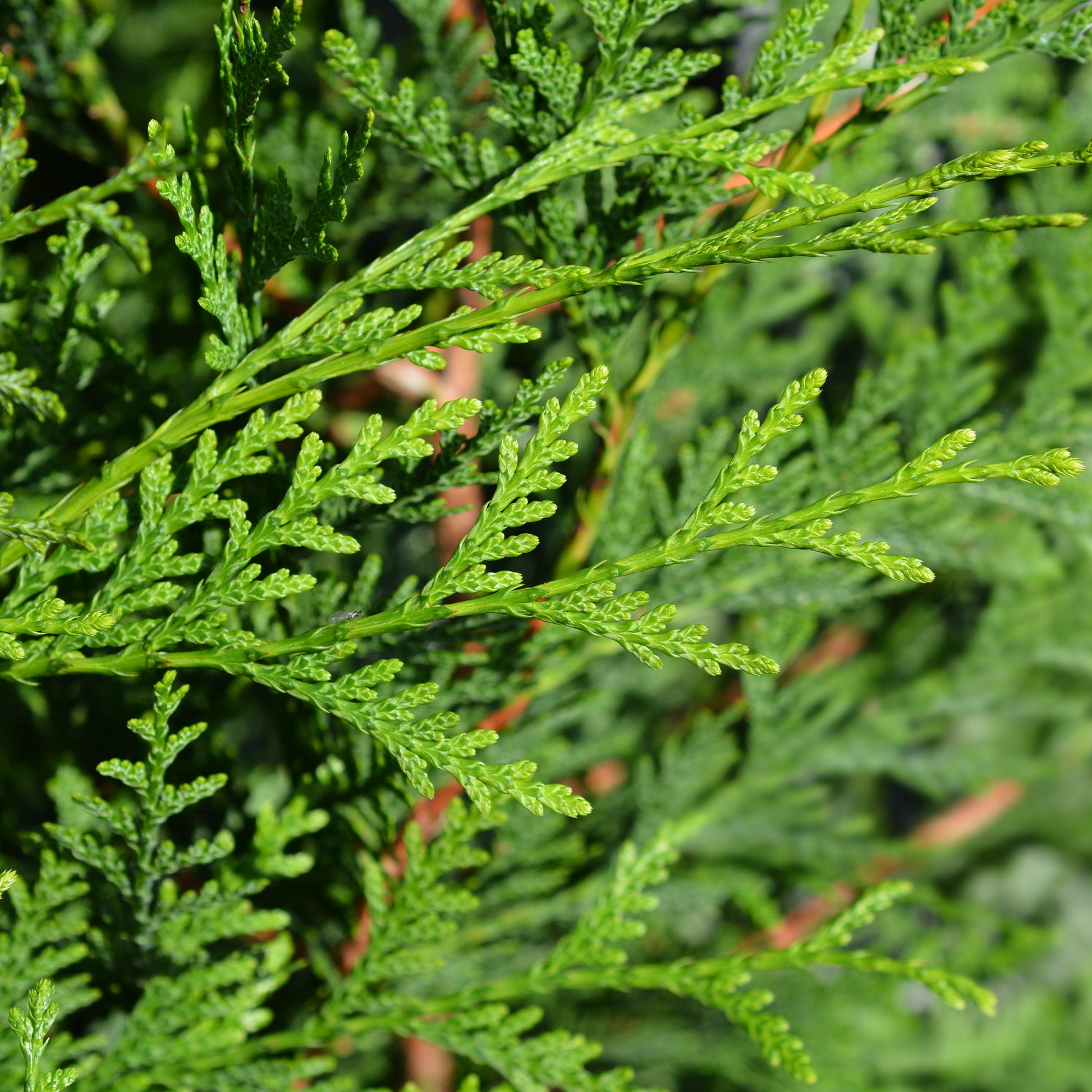 Conifères - Thuya pour haie - Thuja plicata atrovirens