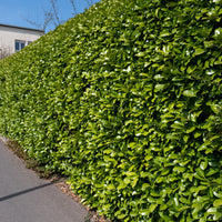 Laurier cerise - Prunus laurocerasus Caucasica - Bakker