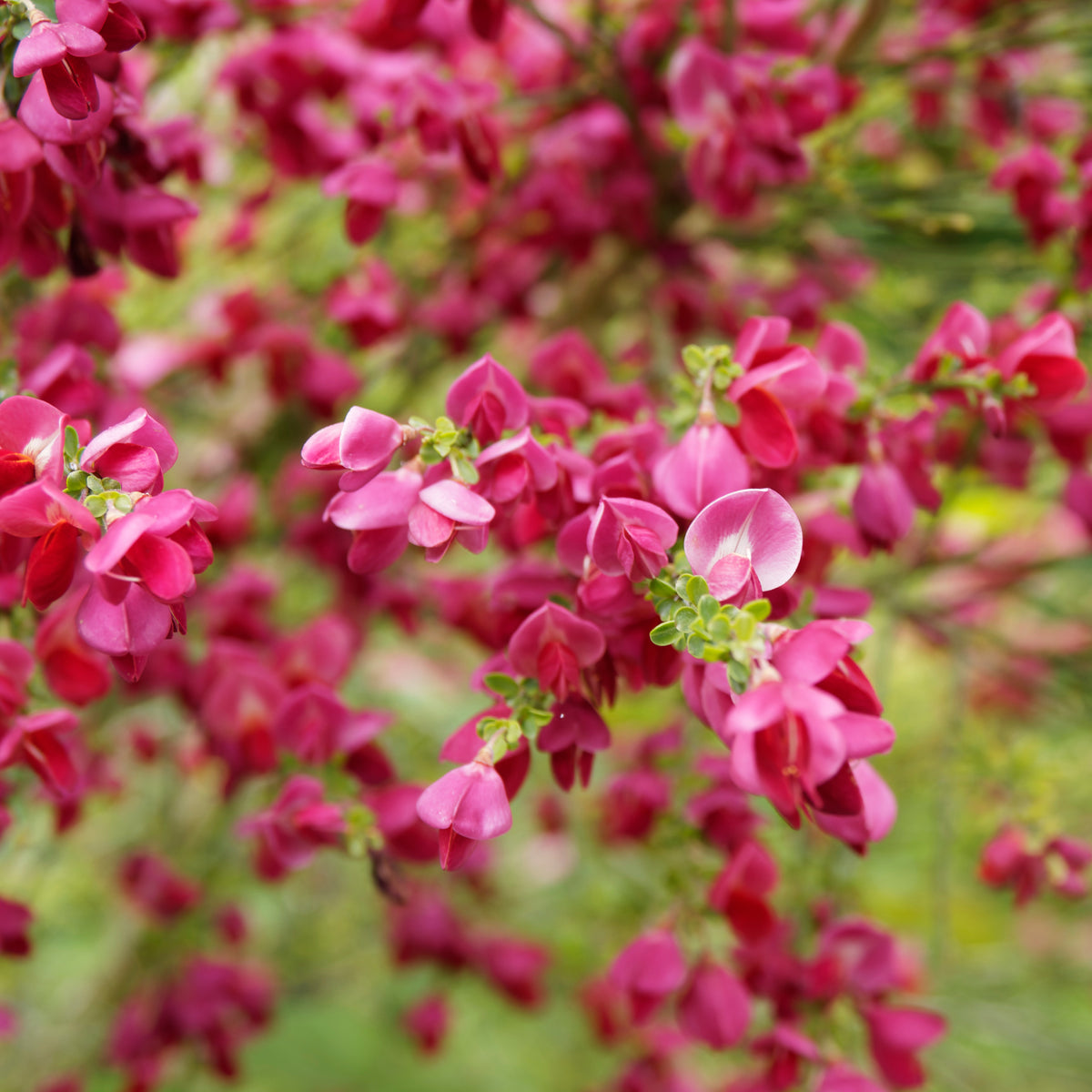 Cytisus praecox Boskoop Ruby - Genêt Boskoop Ruby - Arbustes