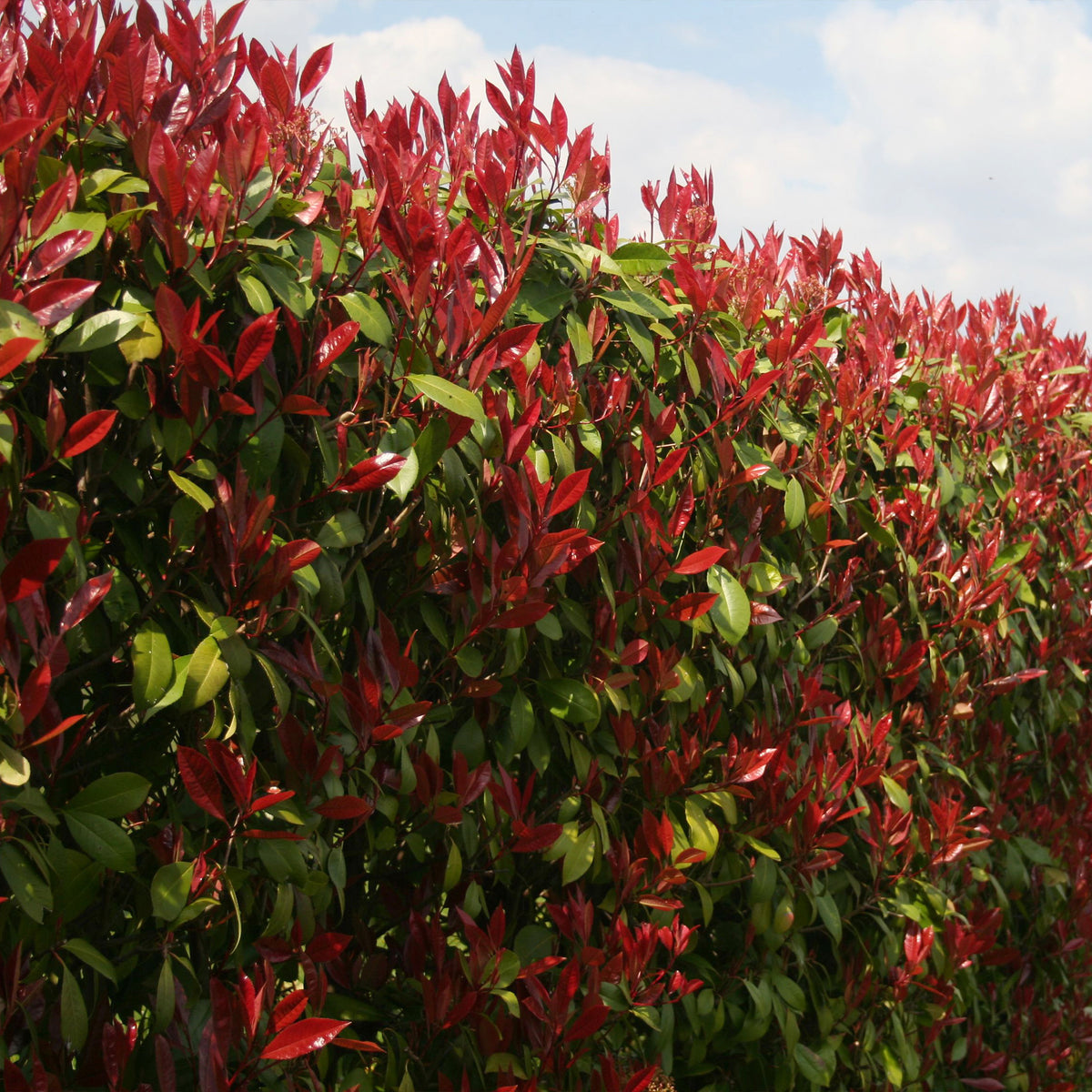 Eleagnus pungens Maculata, Photinia fraseri Red Robin, Prunus laurocerasus Etna, Viburnum tinus - Collection Haie persistante - 4 arbustes - Arbustes de haie