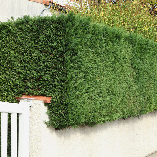 Cyprès de Leyland - Bakker