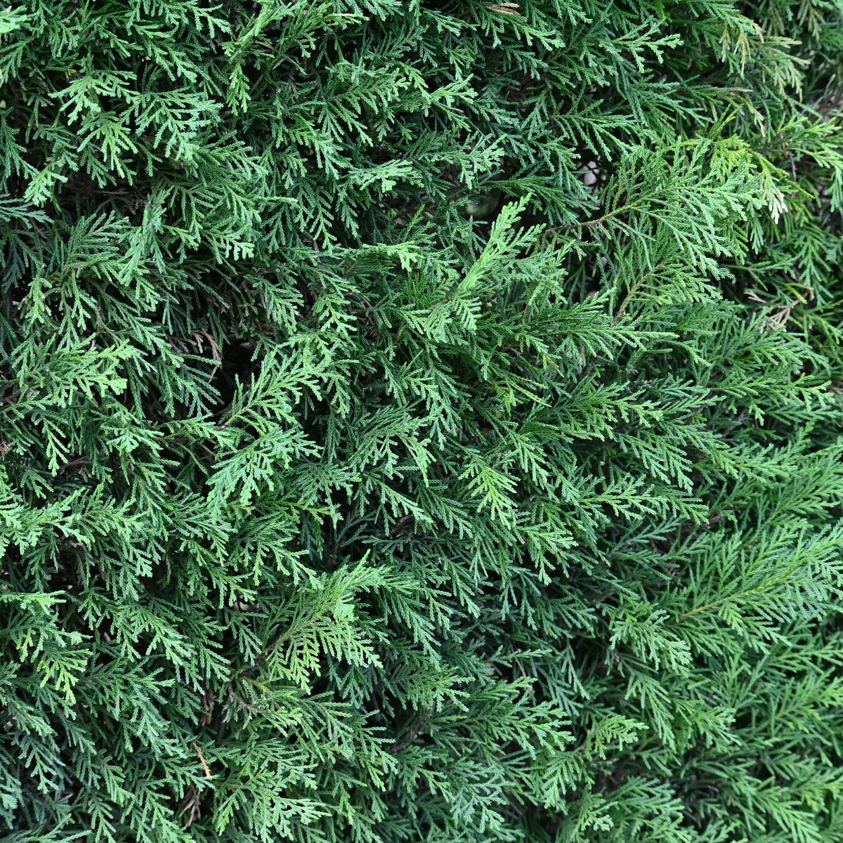 Cyprès de Leyland - Cupressus leylandii - Bakker