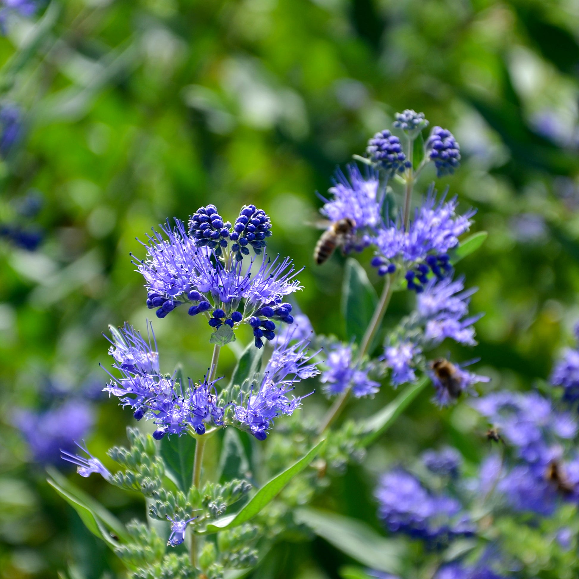 Barbe bleue Caryopteris 'Heavenly Blue' - Arbustes