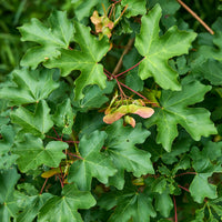 Haie de 10 Erables champêtre - Acer campestre - Bakker