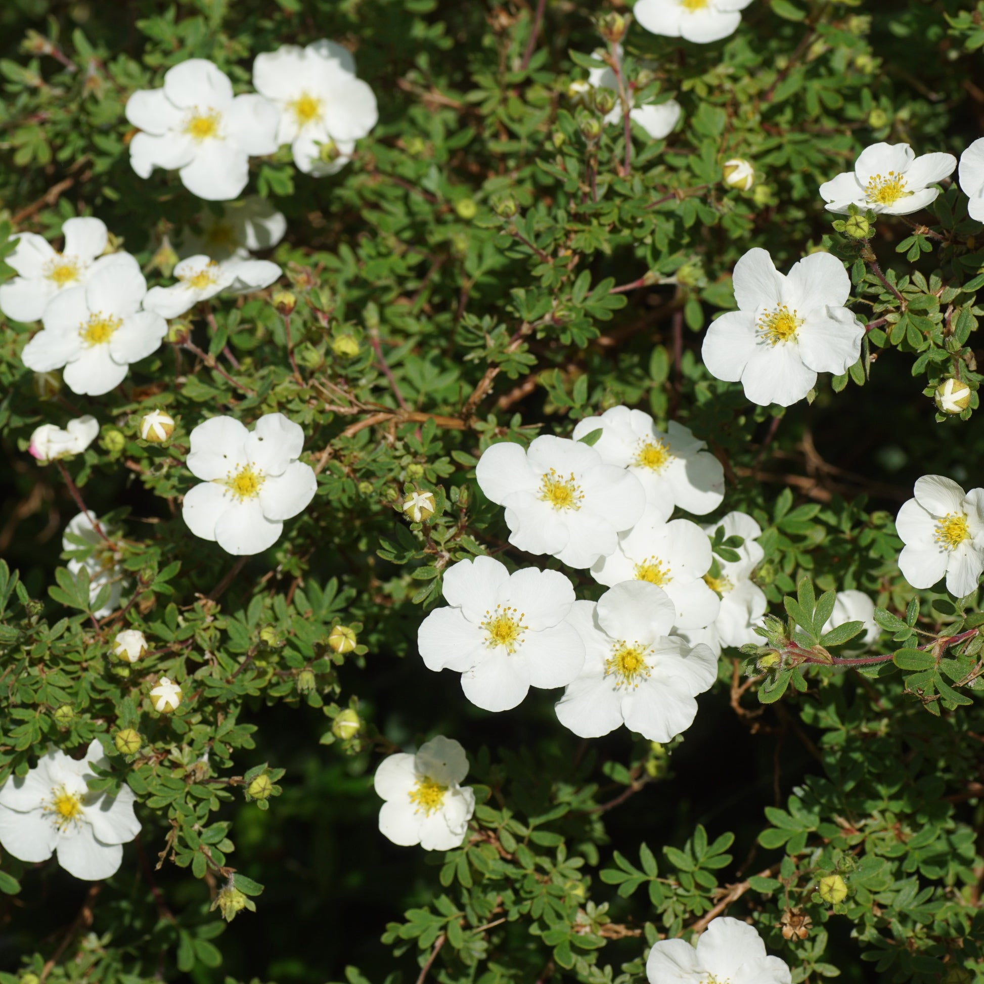 Potentilla fruticosa Abbotswood - Potentille Abbotswood - Arbustes fleuris