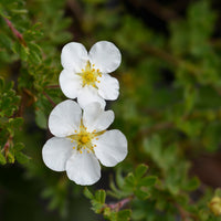 Arbustes fleuris - Potentille Abbotswood - Potentilla fruticosa Abbotswood