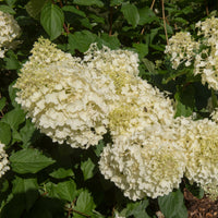 Vente Hortensia paniculé 'Silver Dollar'
