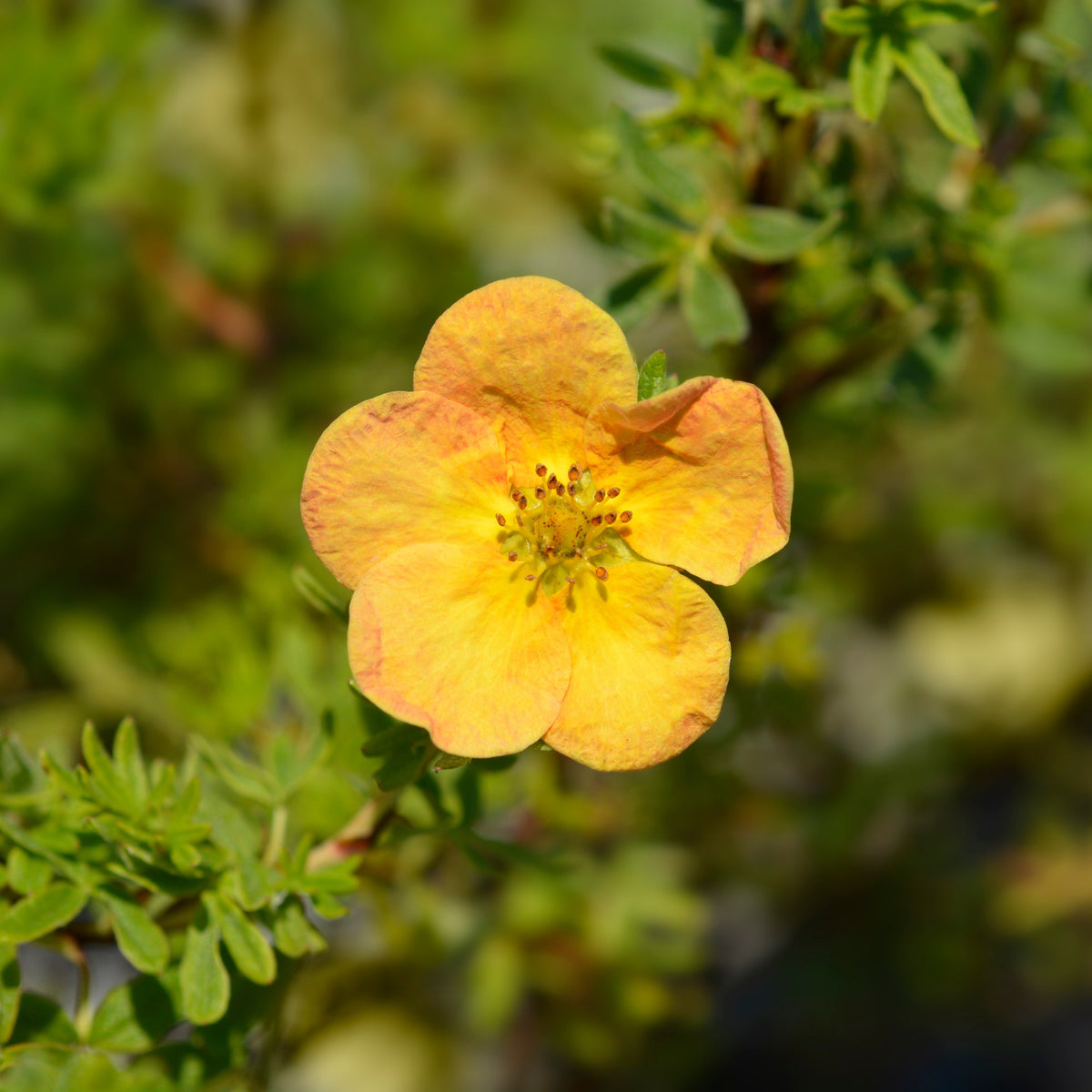 Potentille Bella Sol® - Bakker