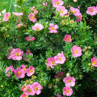 Potentille Bellissima - Potentilla fruticosa Bellissima - Bakker