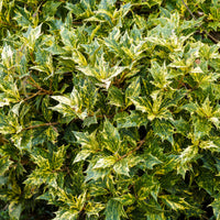 Osmanthe panaché Goshiki - Osmanthus heterophyllus Goshiki - Bakker
