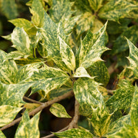 Plantes de terrasses et balcons - Osmanthe panaché Goshiki - Osmanthus heterophyllus Goshiki
