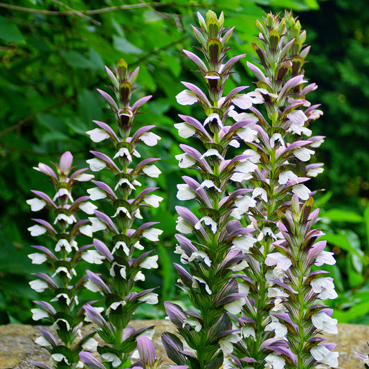 Acanthe Mornings Candle - Bakker