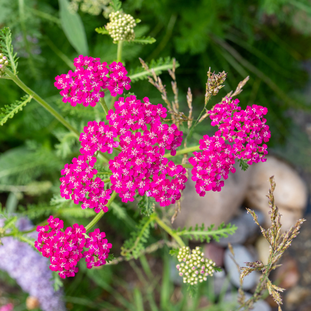 Vivaces fleuries - Achillée millefeuille Cerise Queen - Achillea millefolium Cerise Queen