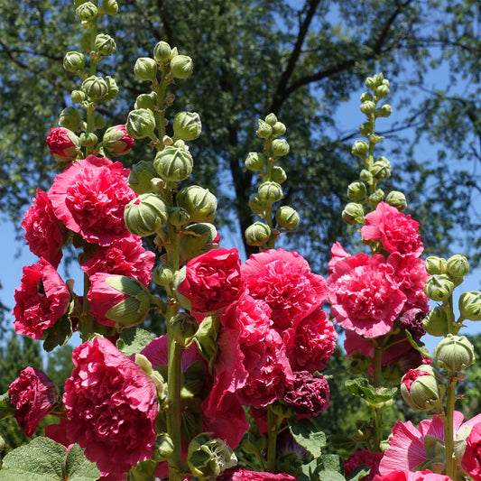 3 Roses trémière double Rouge - Bakker