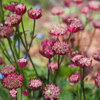Astrantia major Moulin Rouge - Grande astrance Moulin Rouge - Astrance