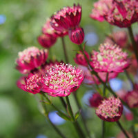Grande astrance Moulin Rouge - Astrantia major Moulin Rouge - Bakker