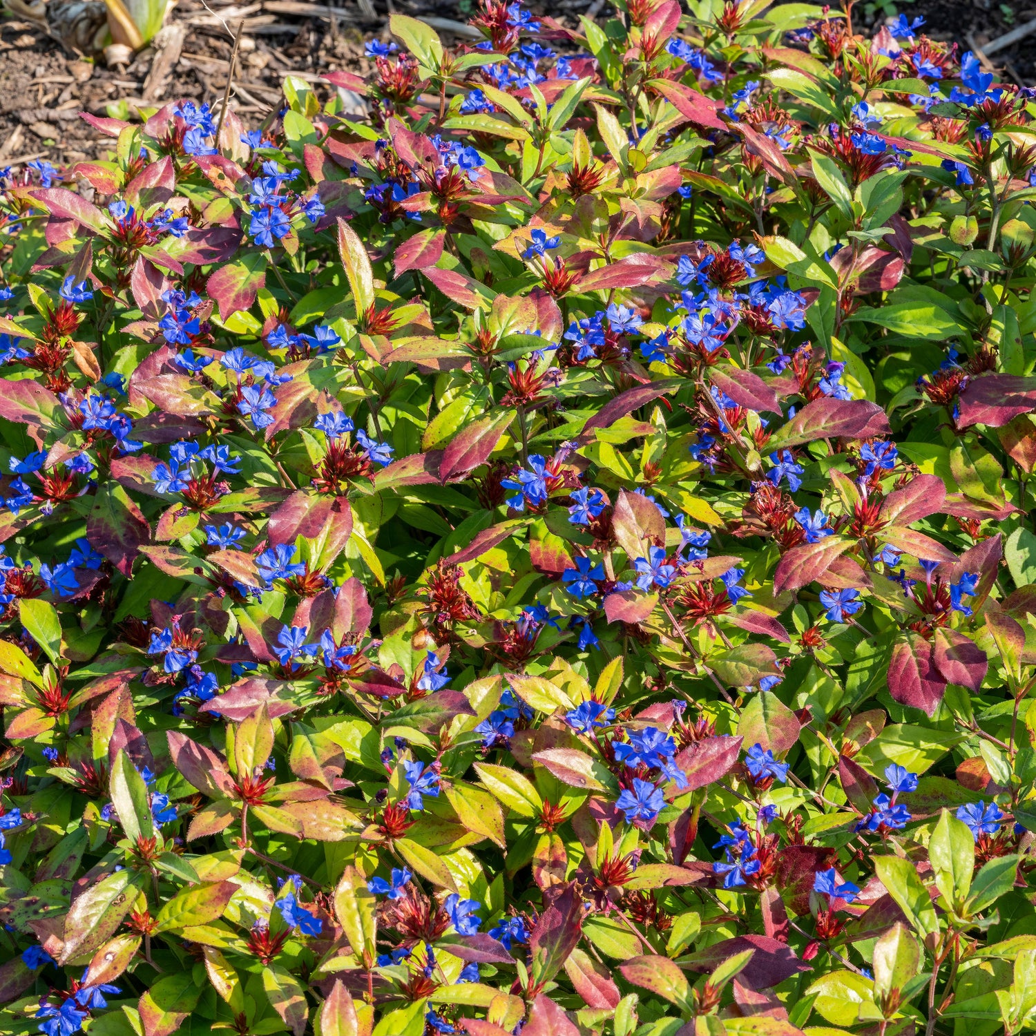 Plumbago vivace - Ceratostigma