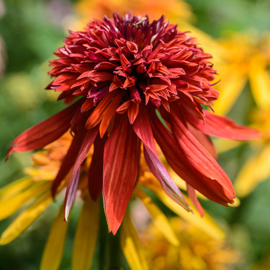 Rudbeckia pourpre Eccentric - Echinacea