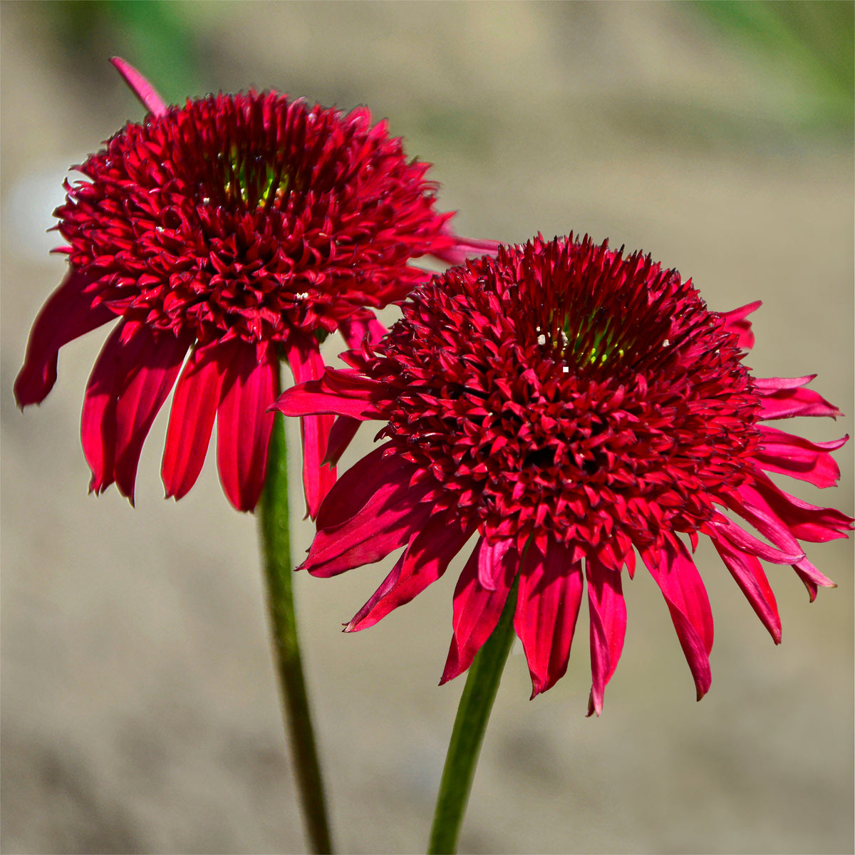 Echinacea purpurea Eccentric - Echinacée pourpre Eccentric  - Plantes vivaces