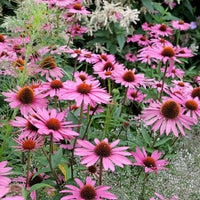 Vivaces fleuries - Rudbeckia pourpre Rubinstern - Echinacea - Echinacea purpurea Rubinstern