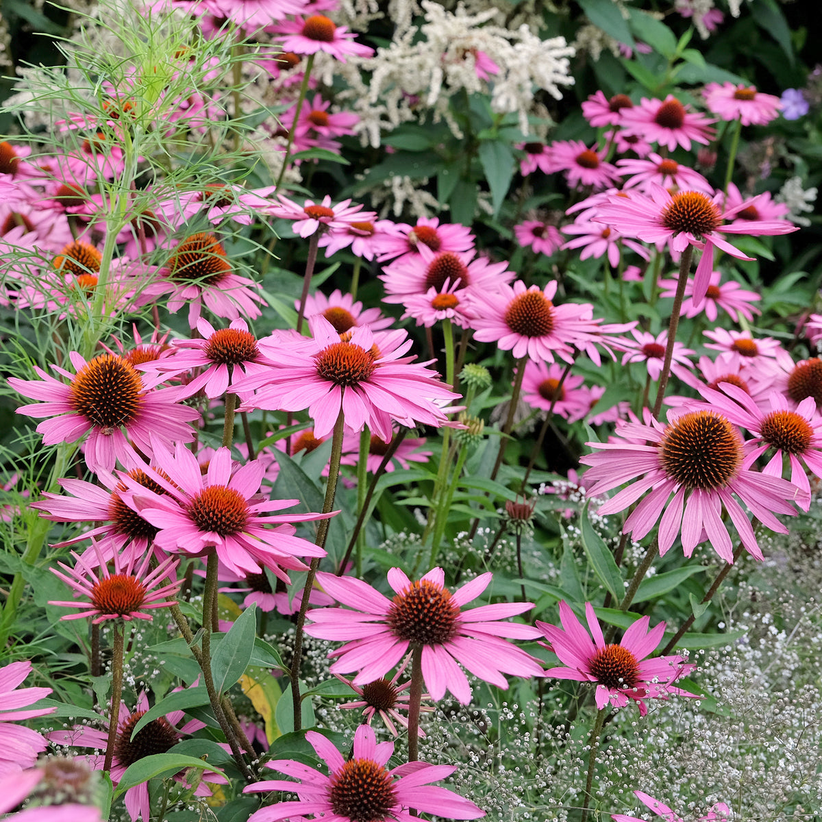 Vivaces fleuries - Echinacée pourpre Rubinstern  - Echinacea purpurea Rubinstern