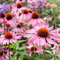 Rudbeckia pourpre Rubinstern - Echinacea - Bakker