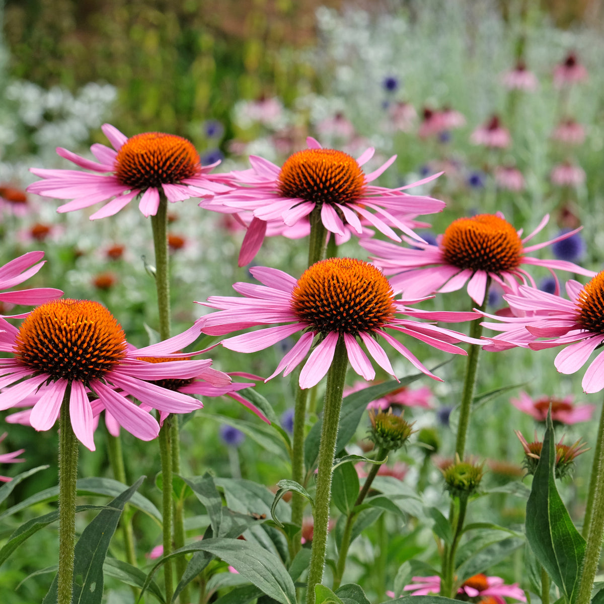 Echinacea purpurea Rubinstern - Echinacée pourpre Rubinstern  - Vivaces fleuries