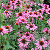 Rudbeckia pourpre Rubinstern - Echinacea - Echinacea purpurea Rubinstern - Bakker