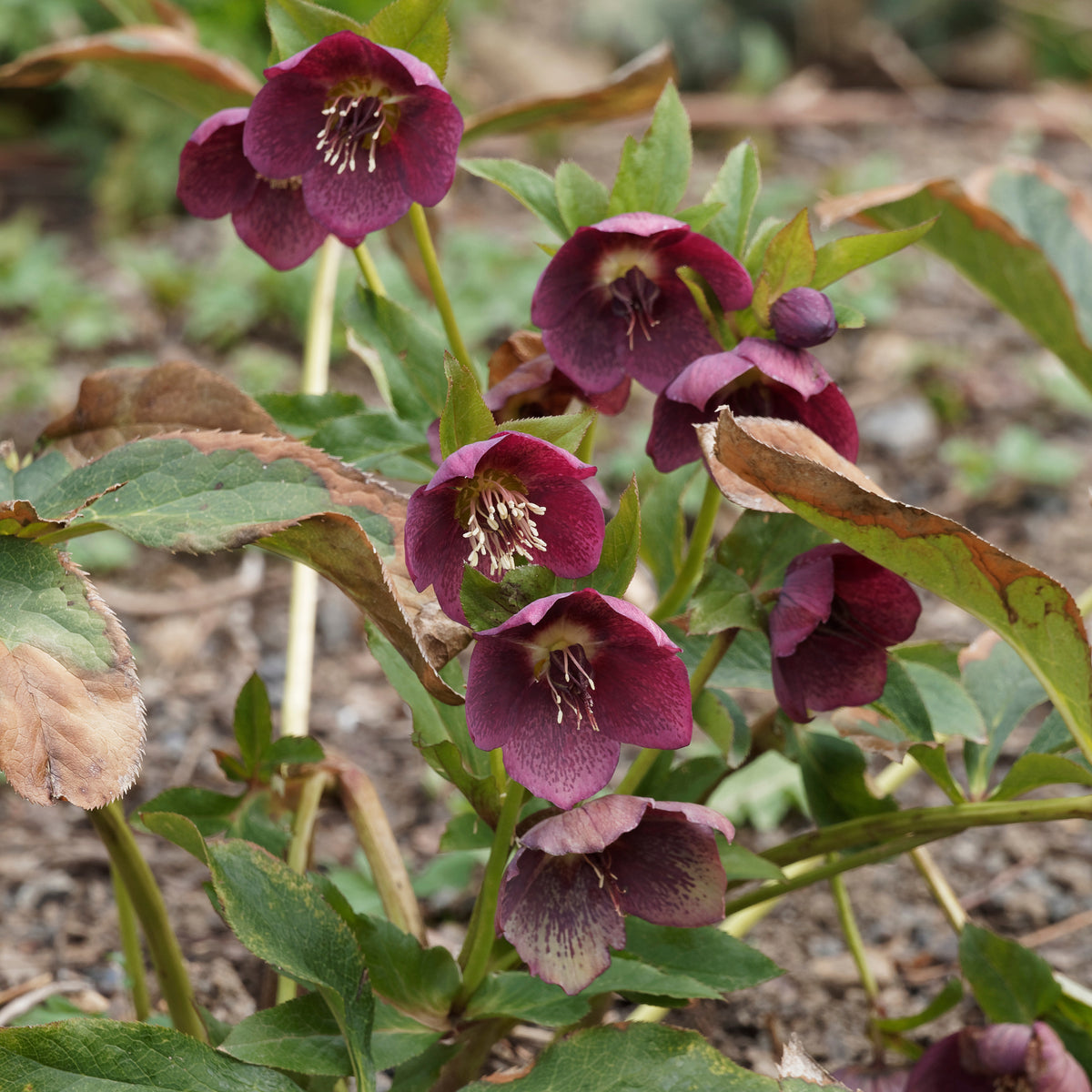 Hellébore d'Orient Red Hybrids - Bakker