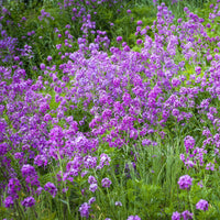  - Julienne des Dames - Hesperis matronalis