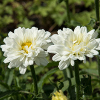 Leucanthemum superbum victorian secret ® - Marguerite d'été Victorian Secret ® - Leucanthemum - Marguerite