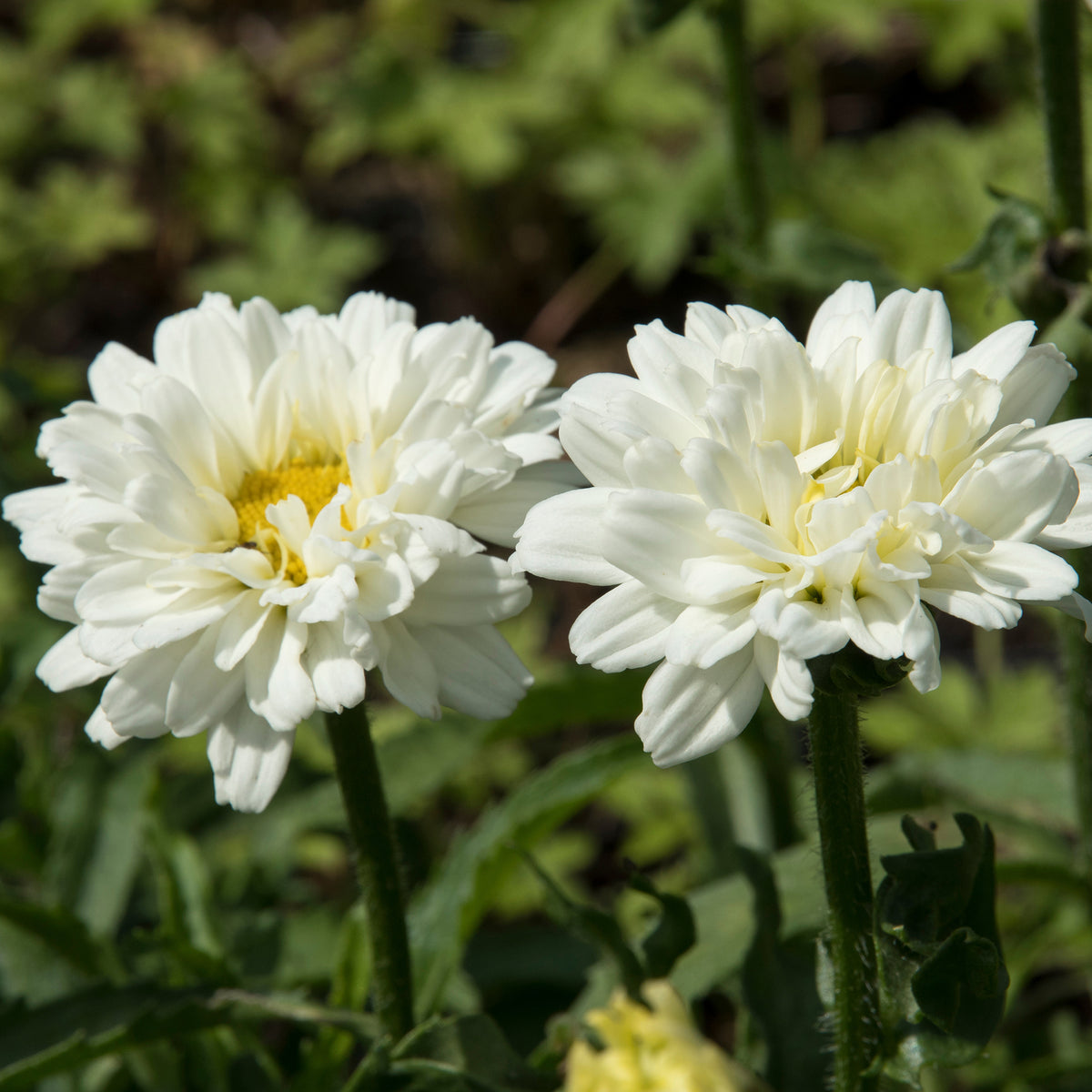 Leucanthemum superbum victorian secret ® - Marguerite d'été Victorian Secret ® - Leucanthemum - Marguerite
