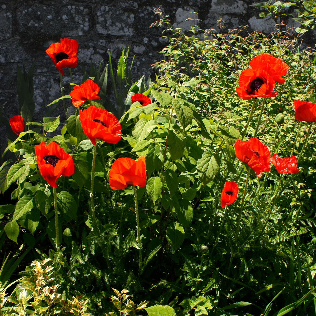 Pavot d'Orient Beauty Of Livermere - Papaver orientale Beauty of Livermere - Bakker