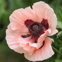 Pavot d'Orient Mrs Perry - Papaver orientale mrs perry - Plantes d'extérieur