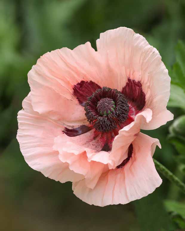 Pavot d'Orient Mrs Perry - Papaver orientale mrs perry - Plantes vivaces