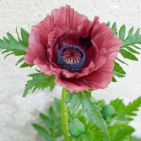 Pavot d'Orient Pattys Plum - Bakker