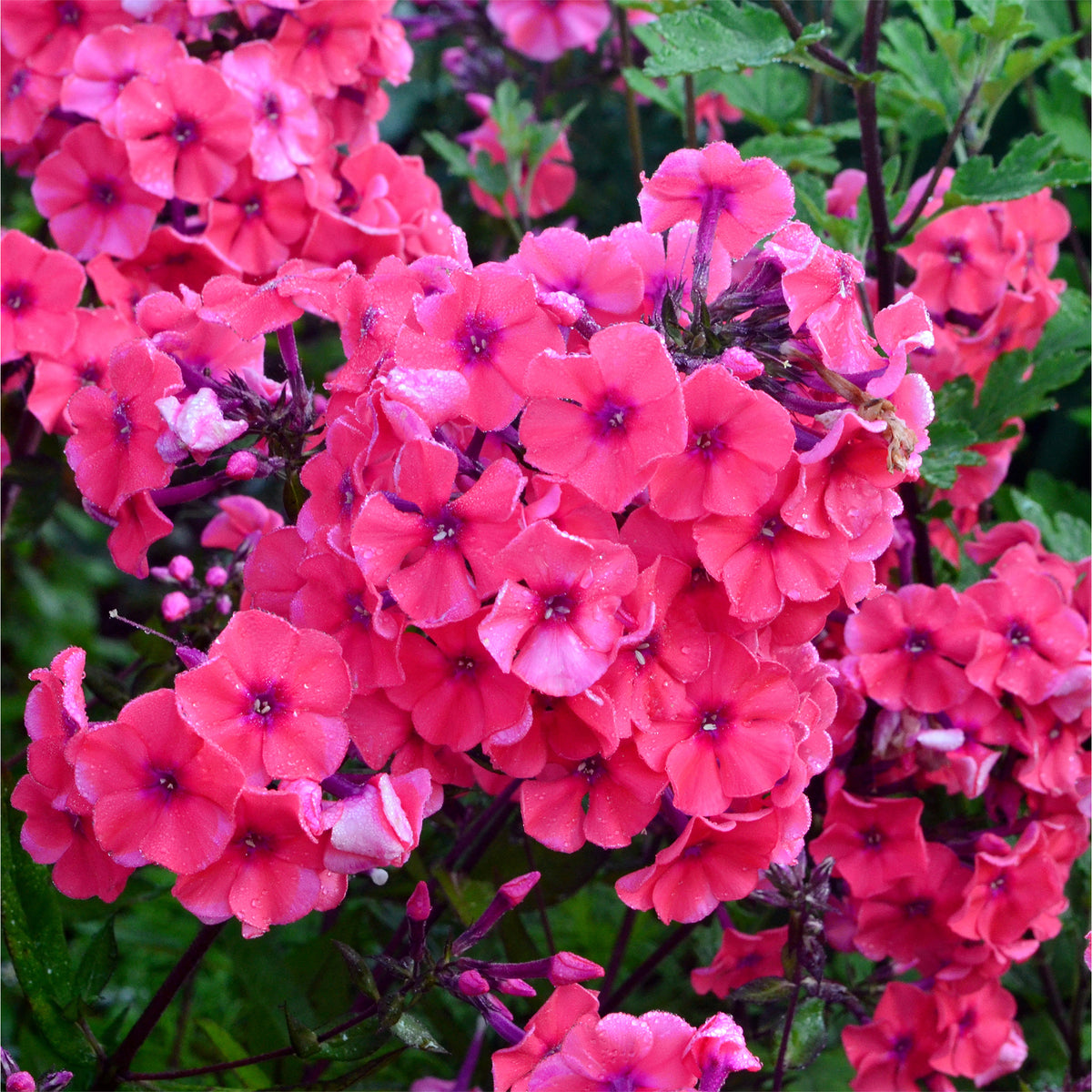 Phlox paniculata Starfire - Phlox paniculé Starfire - Phlox