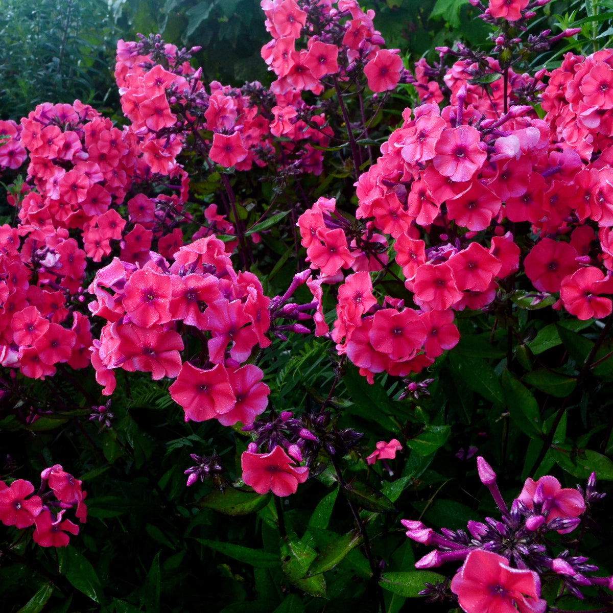 Phlox paniculé Starfire - Bakker
