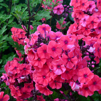 Phlox paniculé Starfire - Phlox paniculata Starfire - Bakker